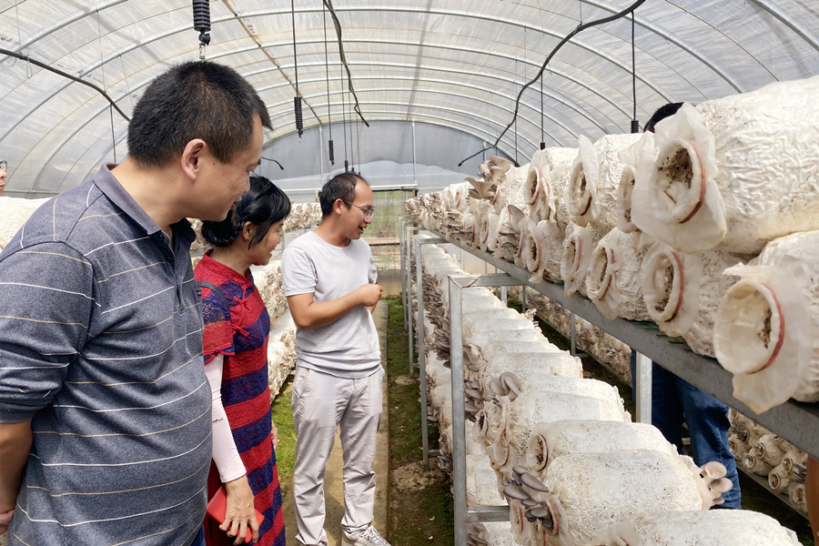 参观食用菌种植基地