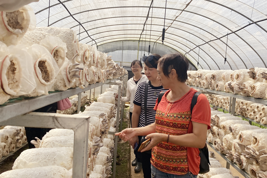 参观食用菌种植基地2