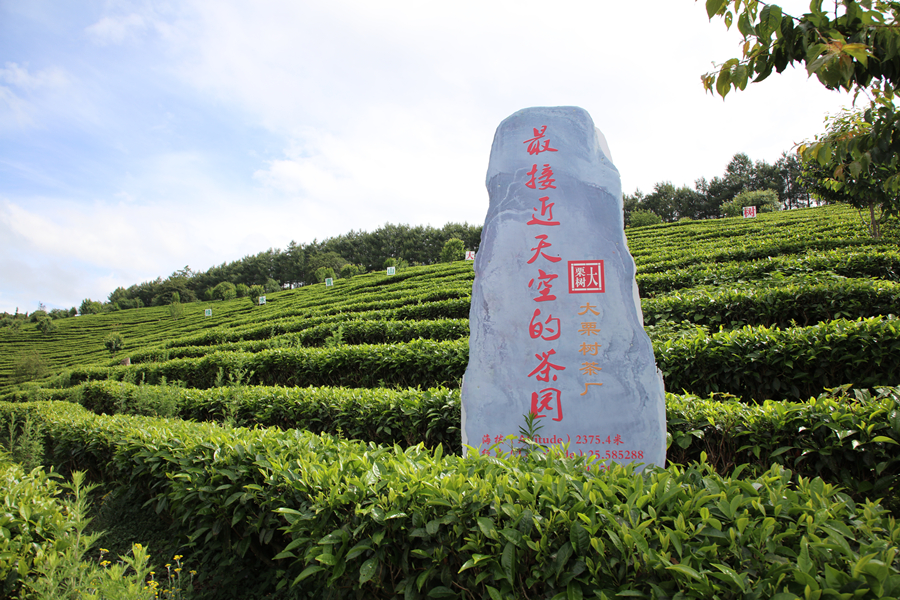 大栗树最接近天空的茶园